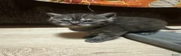 British Shorthair cats for sale: Stunning kittens BSH - Advert 9
