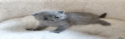 British Shorthair cats for sale: 💙 Gorgeous British Shorthair Blue Kittens 💙 - Advert 10