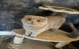 Scottish Fold cats for sale: Scottish fold’s - Advert 7