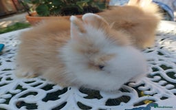 Lionhead rabbits for sale: PUREBRED DOUBLE/TEDDY LION HEAD BABIES  - Image 16