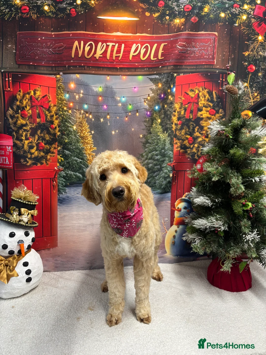 Cockapoo dogs for sale: Cockerpoo  - Advert 1