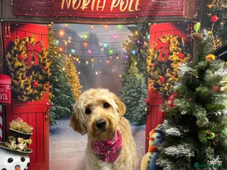 Cockapoo dogs Cockerpoo - Advert 1