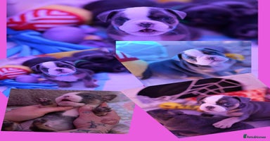 Mixed Breed dogs - Advert 5