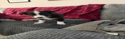 Border Collie dogs for sale: Border collie  - Advert 12