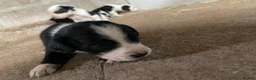 Mixed Breed dogs for sale: Beautiful mixed breed  in Bristol - Advert 9