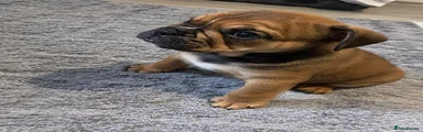 Rosco