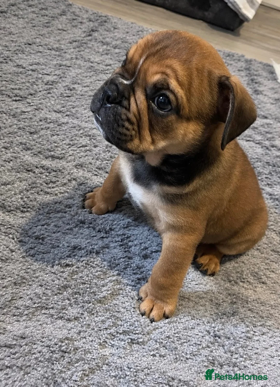 English Bulldog dogs for sale: Old English Bulldog Puppies  - Advert 2