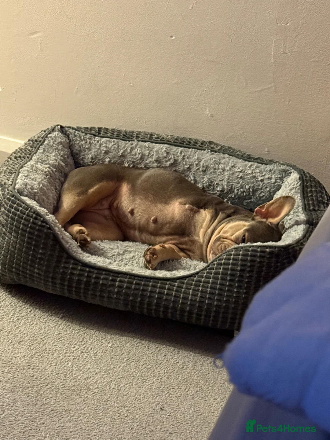 French Bulldog dogs for sale: French bulldog female  in Nottingham - Advert 2