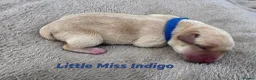 Labrador Retriever dogs for sale: KC Registered Labrador Pups  - Advert 9
