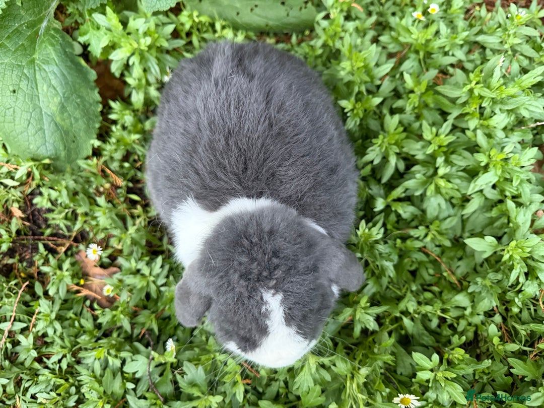 Mini Lop rabbits for sale: Breeding pair of mini lops (can go separately)  - Advert 5