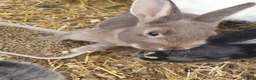Mixed Breed rabbits for sale: 3 litters of mixed rabbits - Advert 3