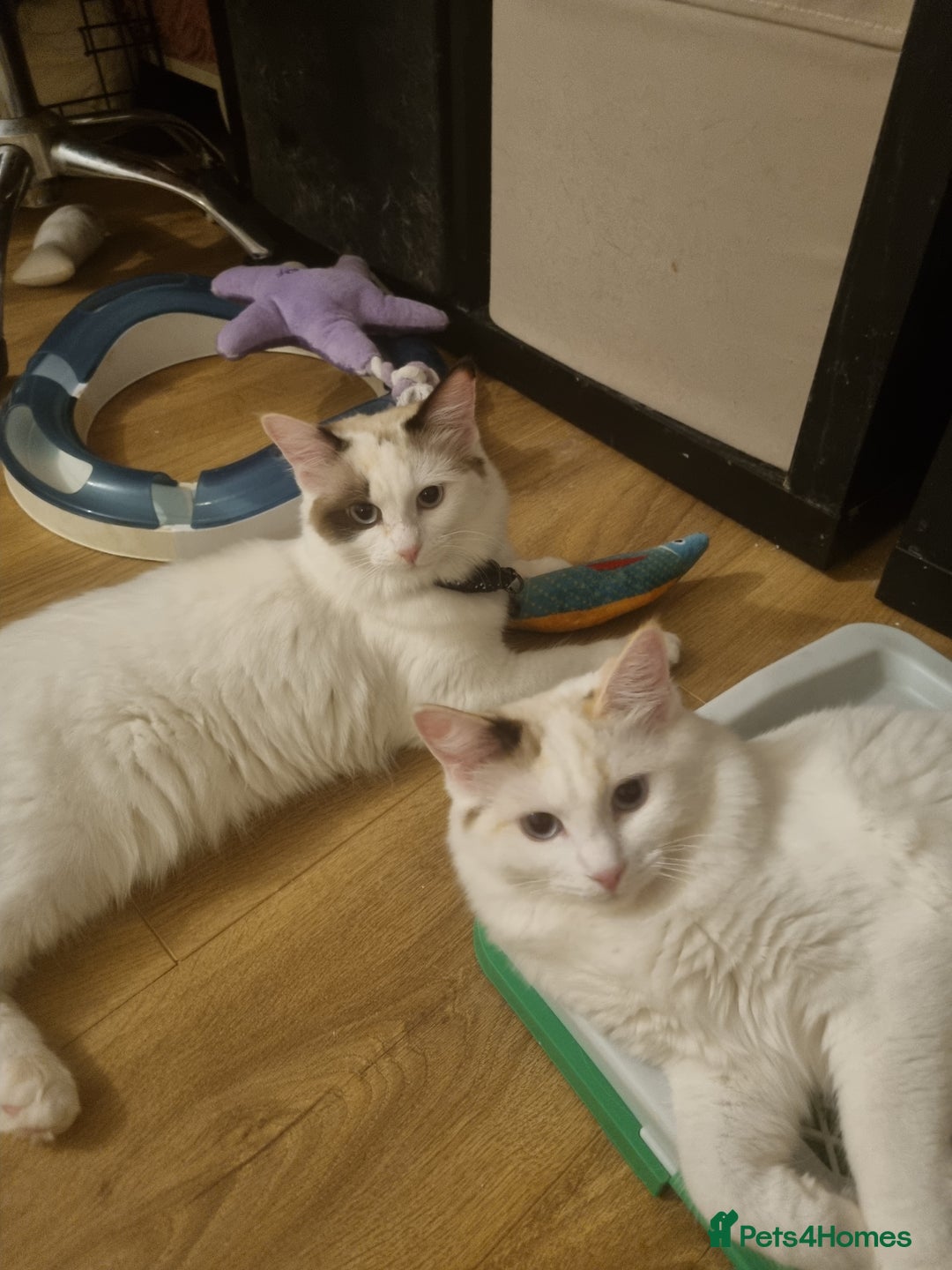 Ragdoll cats for sale: Ragdoll Bicollor girls - Advert 5