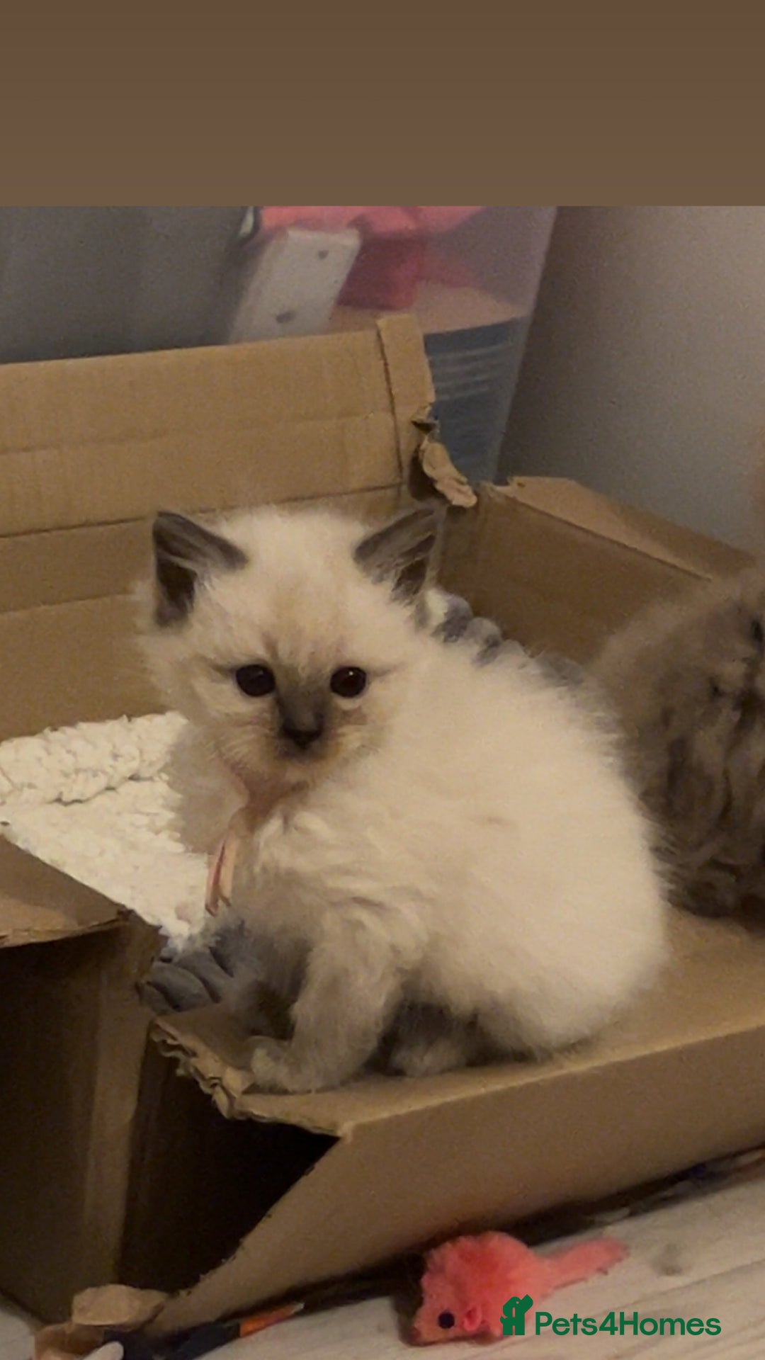 Ragdoll cats for sale: Blue colourpoint female can drop off to Edinburgh  - Advert 3