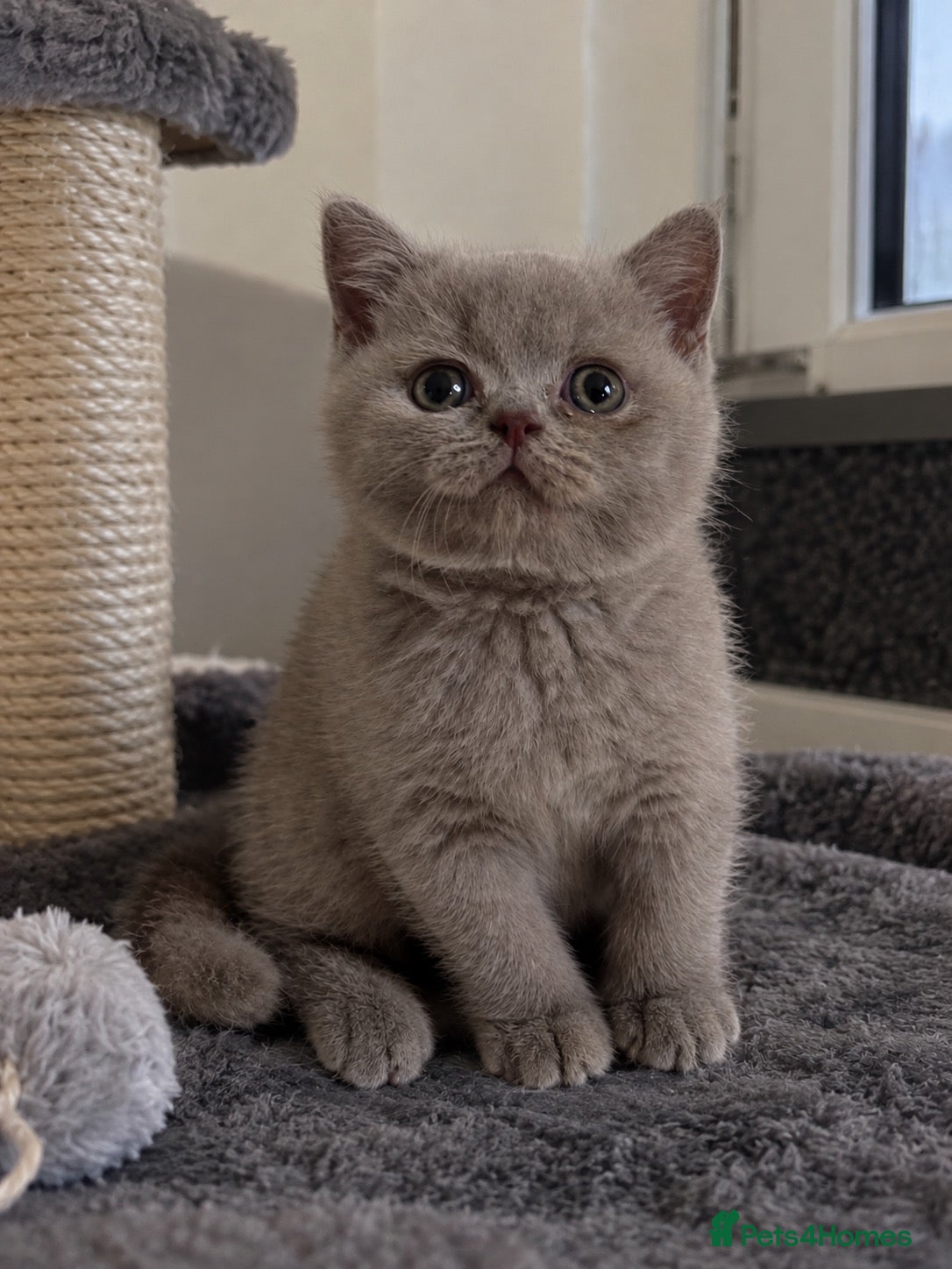British Shorthair cats Sonnic – Gorgeous Pedigree British Shorthair Boy - Advert 1