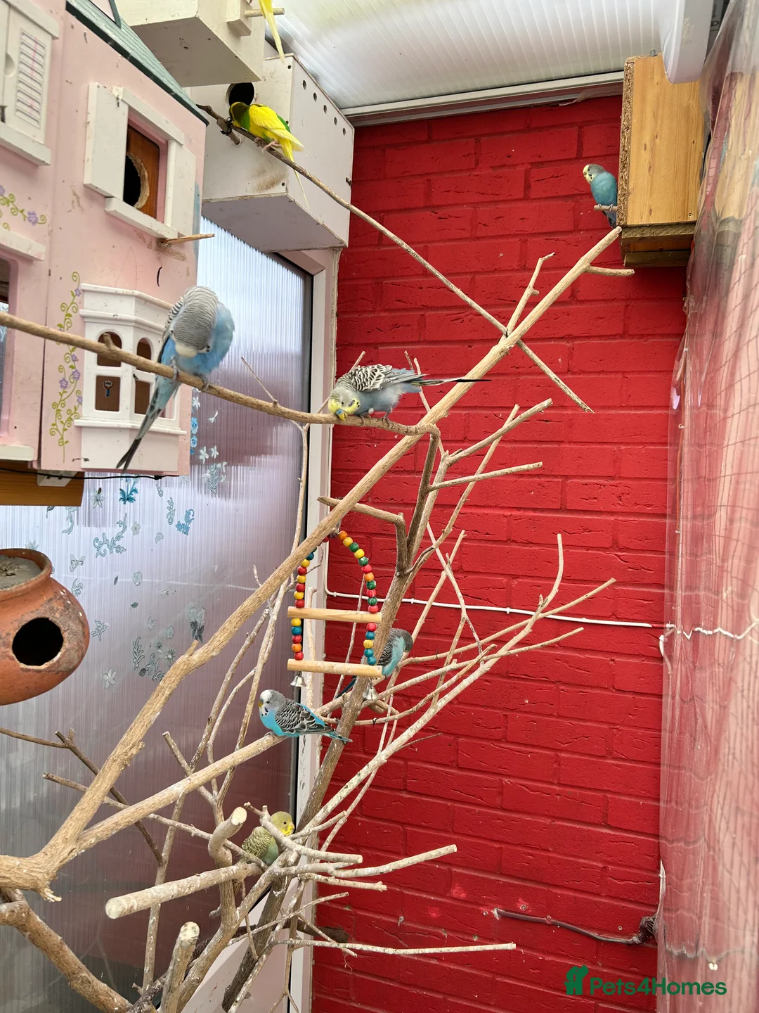 Budgerigars birds for sale: Budgies in Ashford - Advert 2