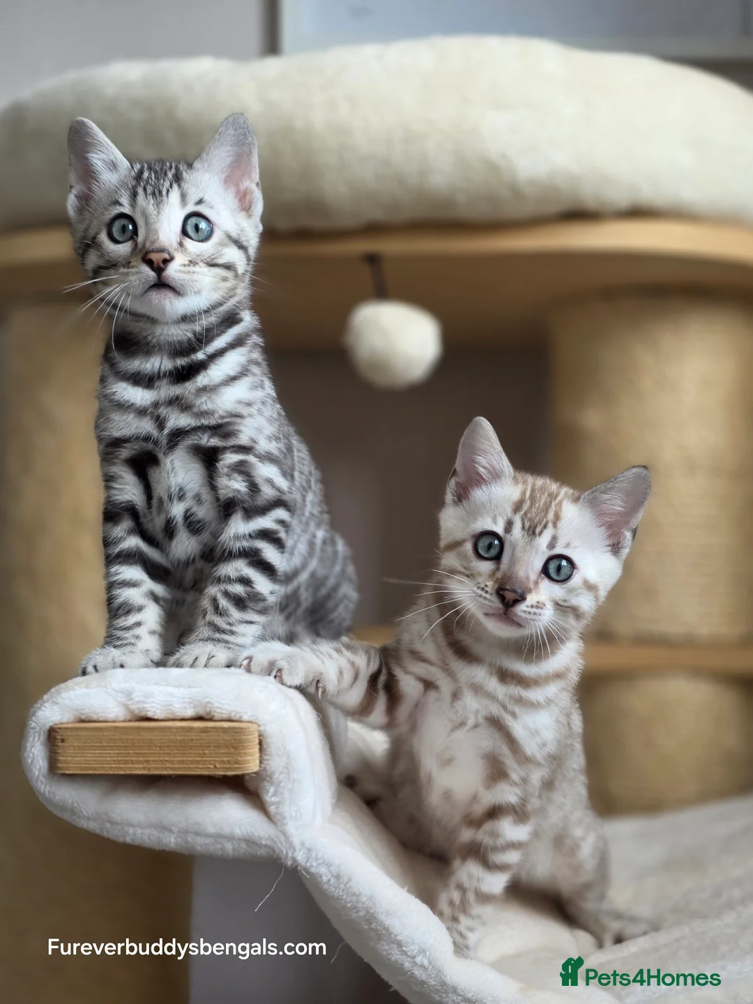 Bengal cats for sale: Gorgeous Rosetted Bengal Kittens  in Congleton - Advert 14