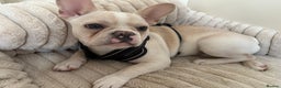 French Bulldog dogs for sale: Female dog for sale - Advert 1