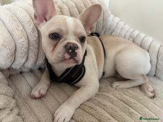 French Bulldog dogs Female dog for sale - Advert 5