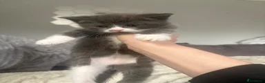 Ragdoll Kitten 5