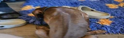 Rhodesian Ridgeback dogs for sale: K.c registered DNA clear pups  - Advert 11