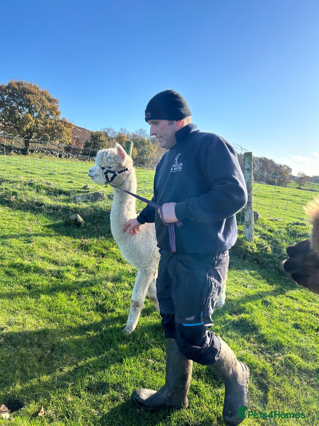 Alpaca livestock for sale: Friendly pet boy alpacas  - Image 4