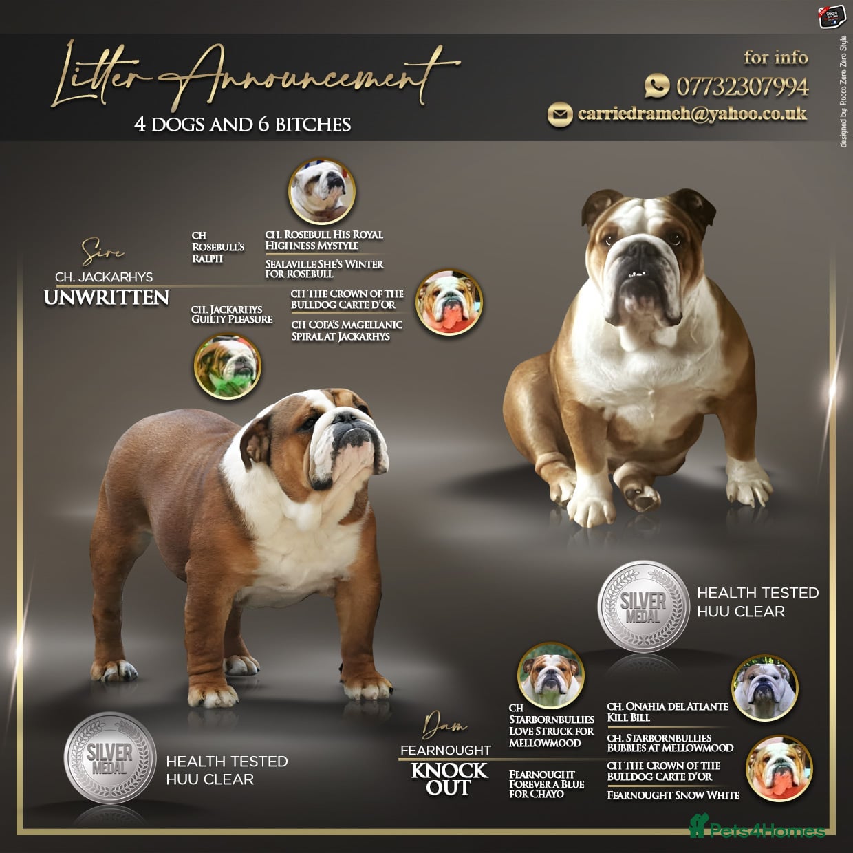 English Bulldog dogs Champion Sired KC Bulldog Puppies - Advert 1