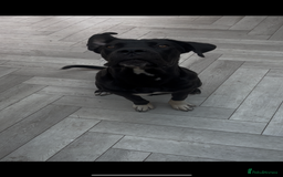 Mixed Breed dogs for sale: Cane corso x Rottweiler  - Image 3