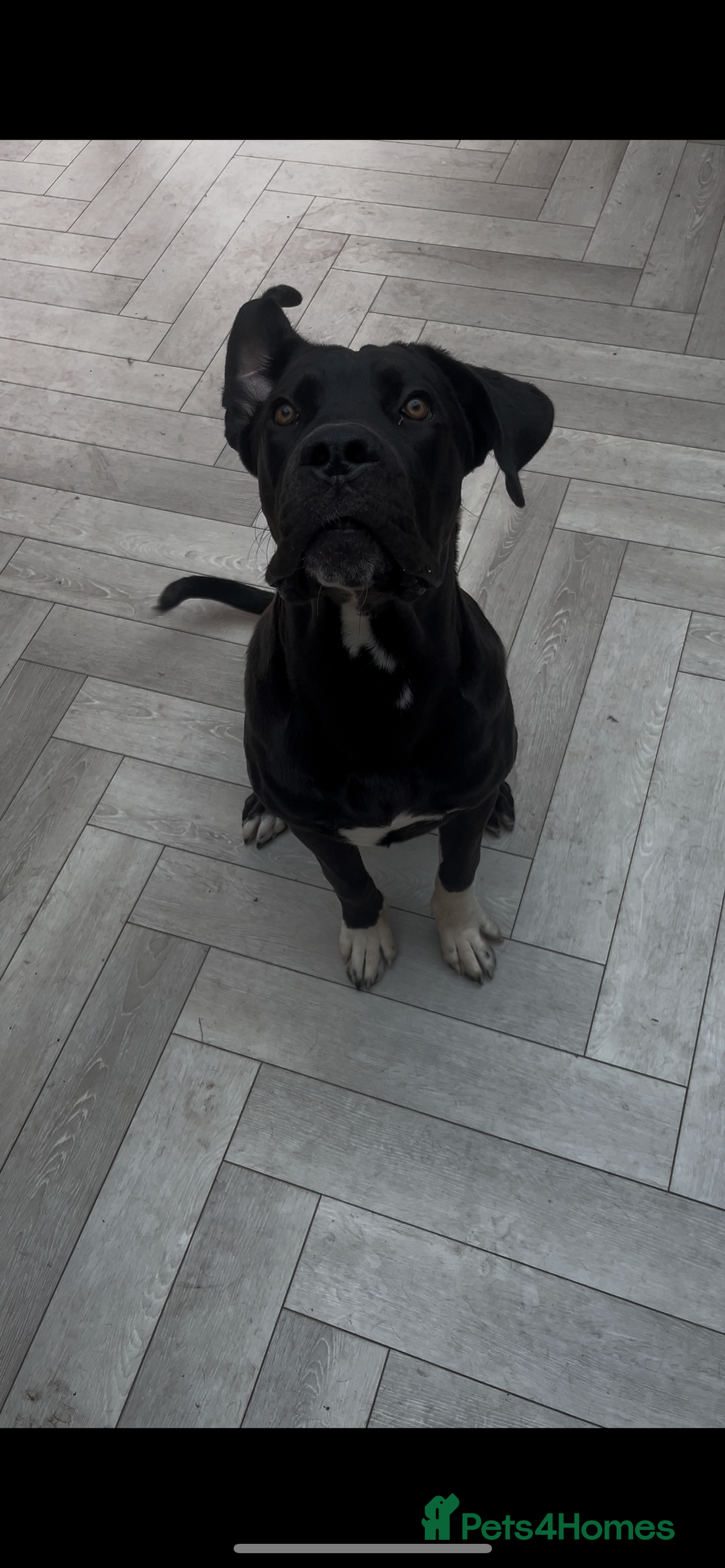 Mixed Breed dogs for sale: Cane corso x Rottweiler  - Image 3