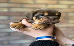 Mixed Breed dogs for sale: Bulldog de Bordeaux  - Image 10