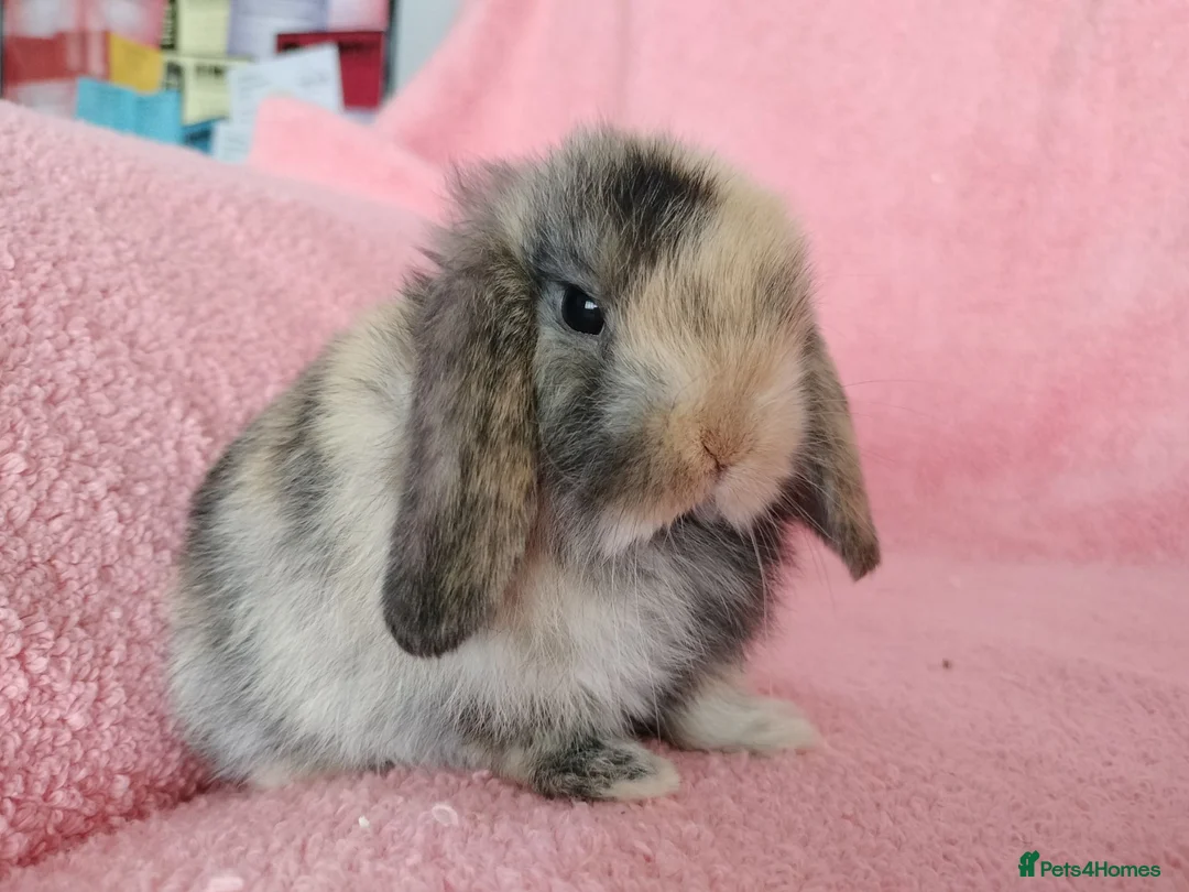 Mini Lop rabbits for sale: Baby mini lops for sale  - Advert 2