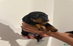 Miniature Dachshund dogs for sale: ✨Mini Smooth Hair Dachshund Ready 18/10/2025 ✨ - Image 2