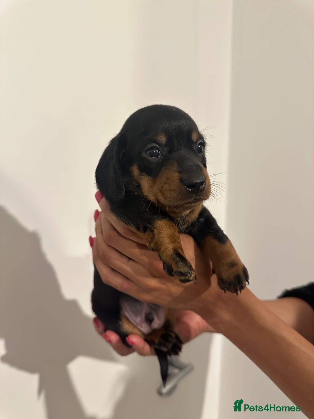 Miniature Dachshund dogs for sale: ✨Mini Smooth Hair Dachshund Ready 18/10/2025 ✨ - Image 2