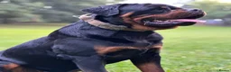 Rottweiler dogs for sale: KC German Line Rottweilers – Mother & Son Pair - Advert 9