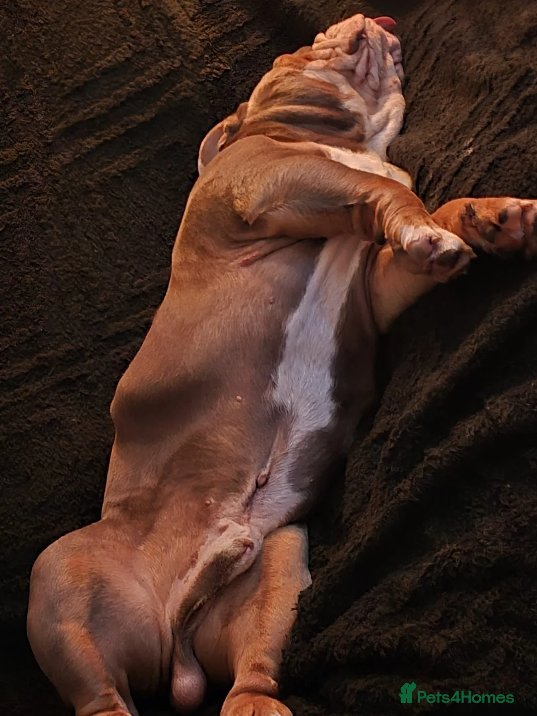 English Bulldog dogs for stud: Dahmer for stud - Advert 29