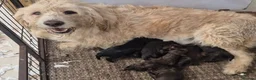 Labradoodle dogs for sale: Outstanding Litter Of 9 F1B Labradoodles 🐶 - Advert 23