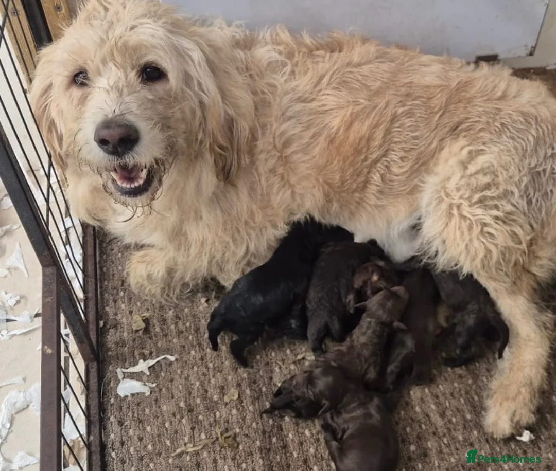 Labradoodle dogs for sale: Outstanding Litter Of 9 F1B Labradoodles 🐶 - Advert 23
