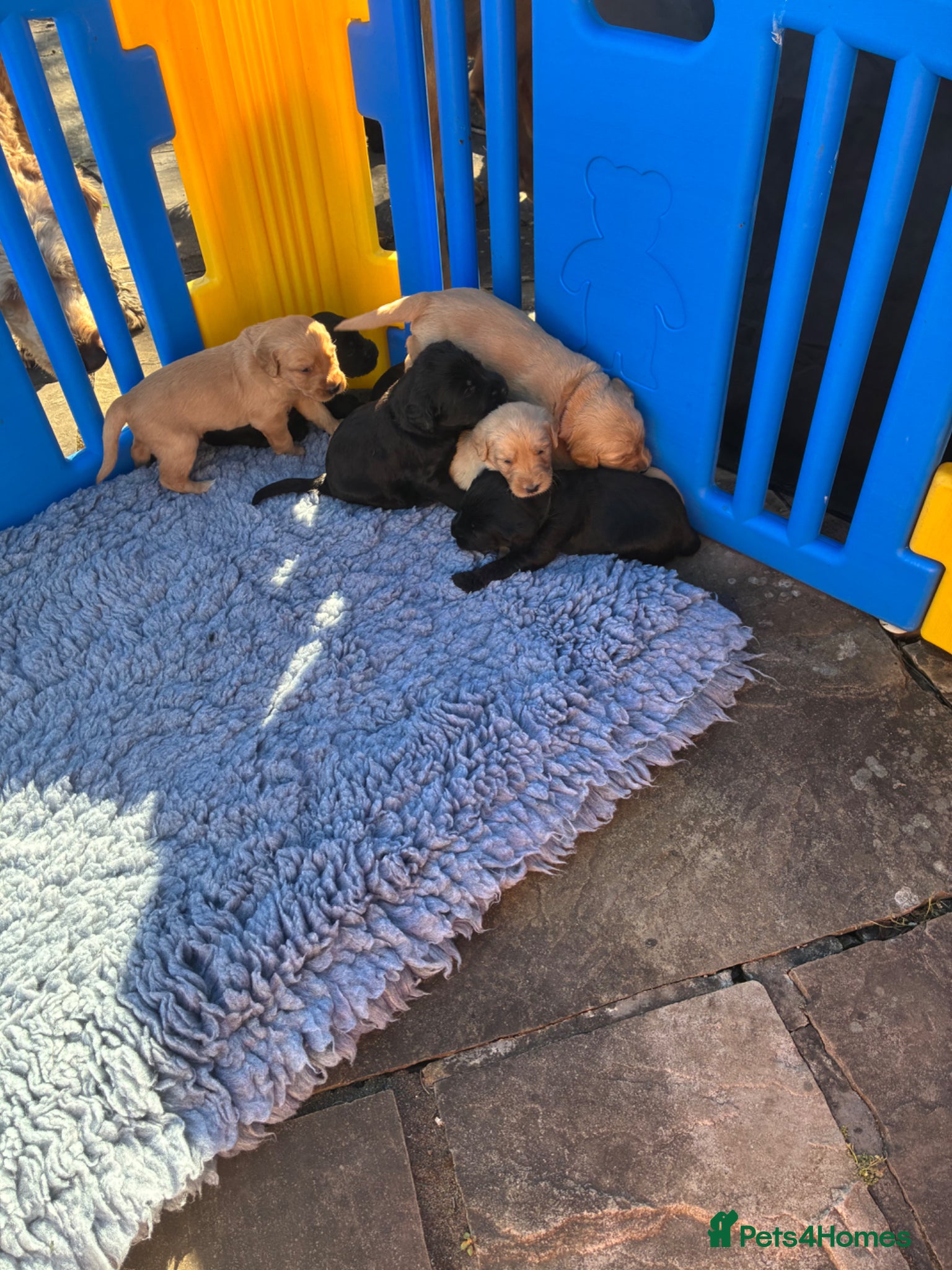 Labradoodle dogs Adorable Labradoodles – Few Left, family raised - Advert 2