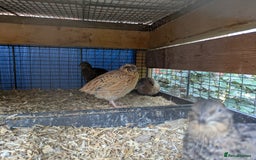 Quail poultry for sale: POL Jumbo quail - Image 5