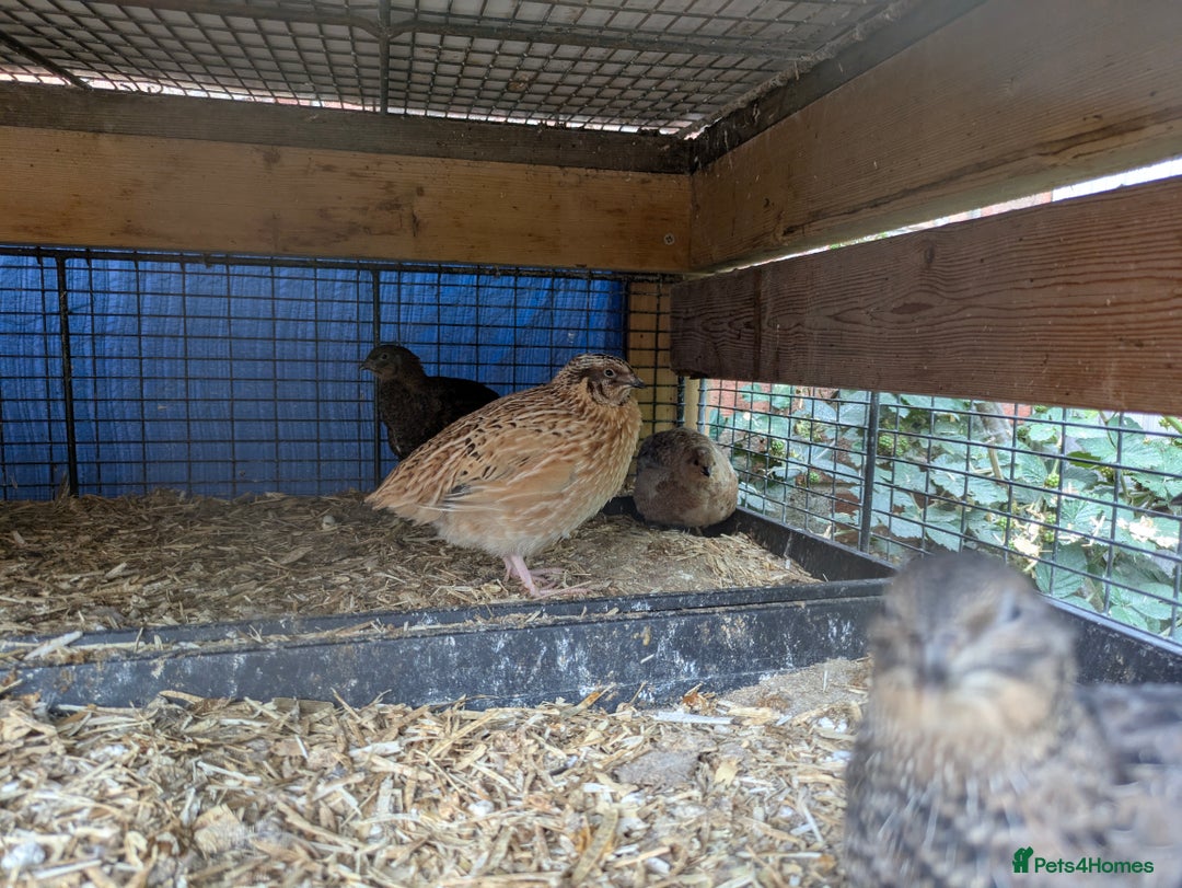 Quail poultry for sale: POL Jumbo quail - Image 5