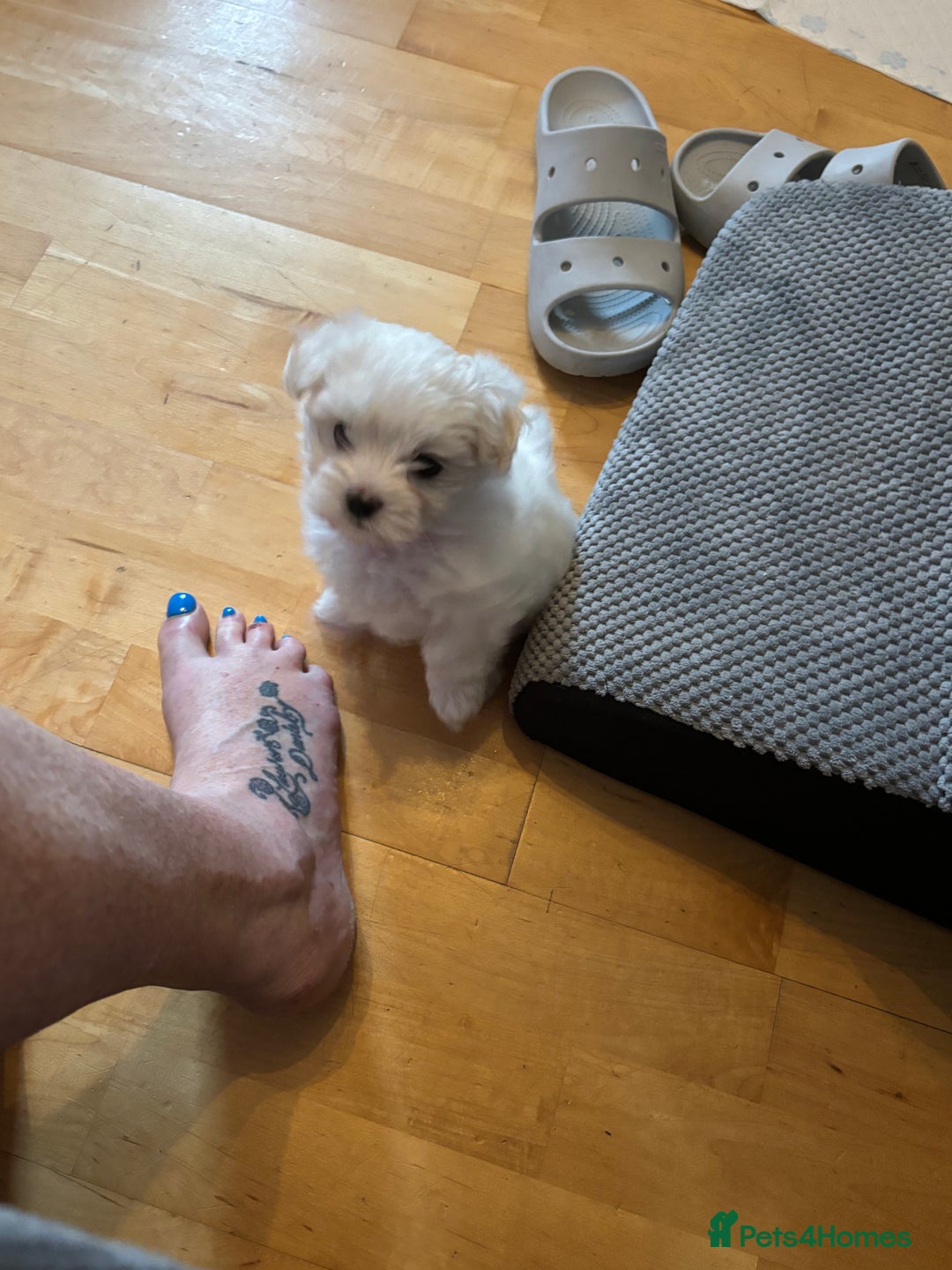 Maltese dogs for sale: ✨Adorable Maltese Puppies – Ready now!   ✨ - Advert 14