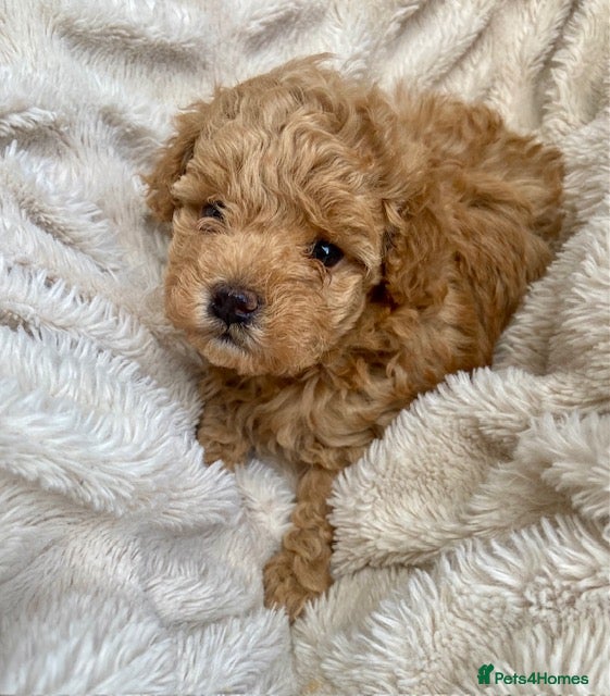 Maltipoo dogs Adorable F1B Merle/Maltipoo Puppies x 5 - Advert 1