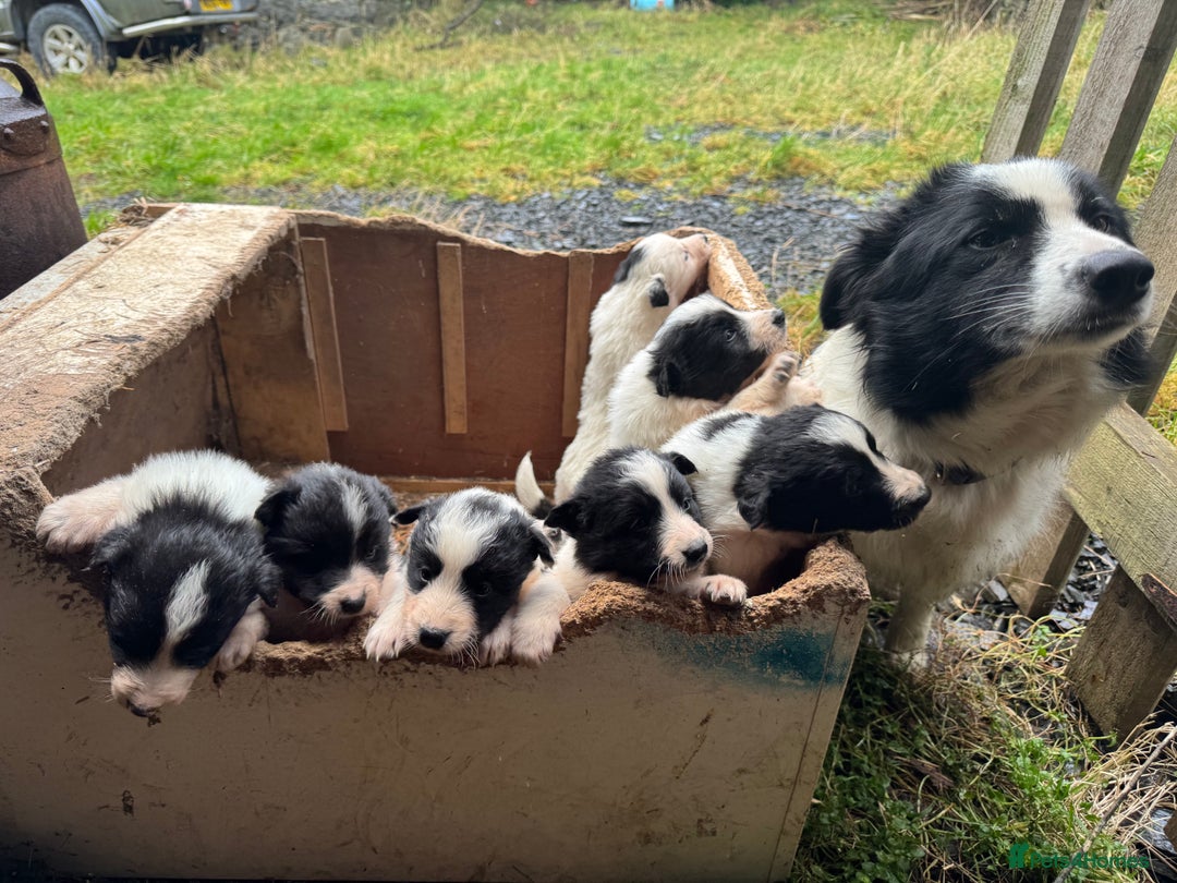Border Collie dogs for sale: Very cute Border Collie Pups From Working Dogs - Advert 3