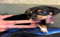 Chiweenie dogs for sale: dachund cross chihuahua puppies - Image 4