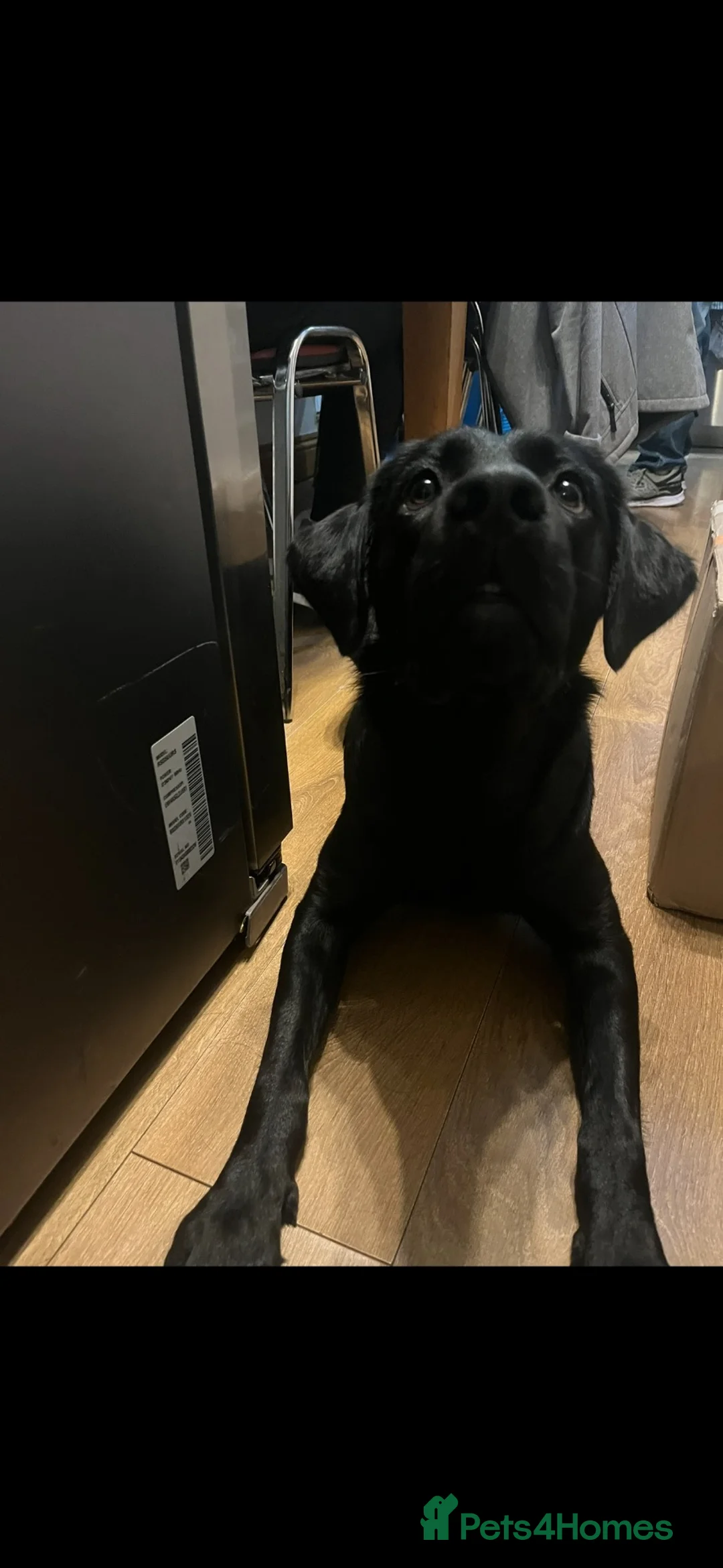 Labrador Retriever dogs for sale: Black Labrador retriever  in London - Advert 3