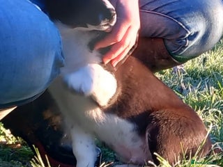 Border Collie dogs 🐾 Border Collie Pups - 1 Boy Available 🐾 - Advert 6