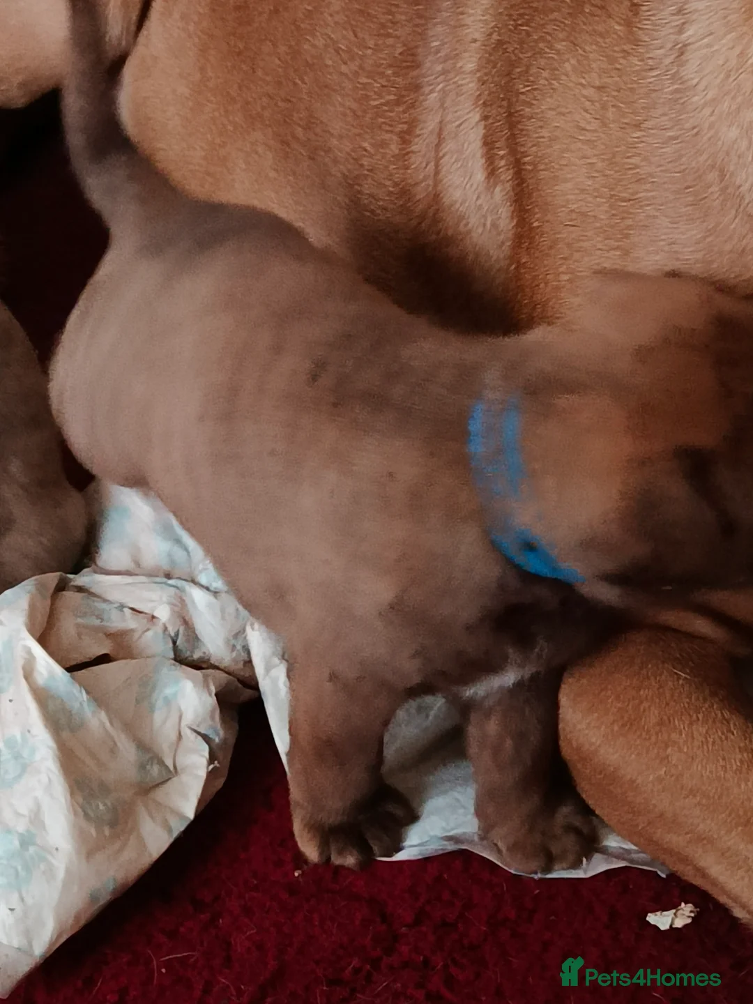 Mixed Breed dogs for sale: Dogue de bordeaux cross old time english bulldog in Newcastle upon Tyne - Advert 4