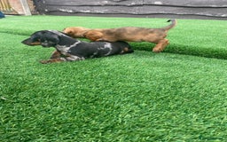 Miniature Dachshund dogs for sale: 4 adorable miniature dachshund puppies  - Image 23