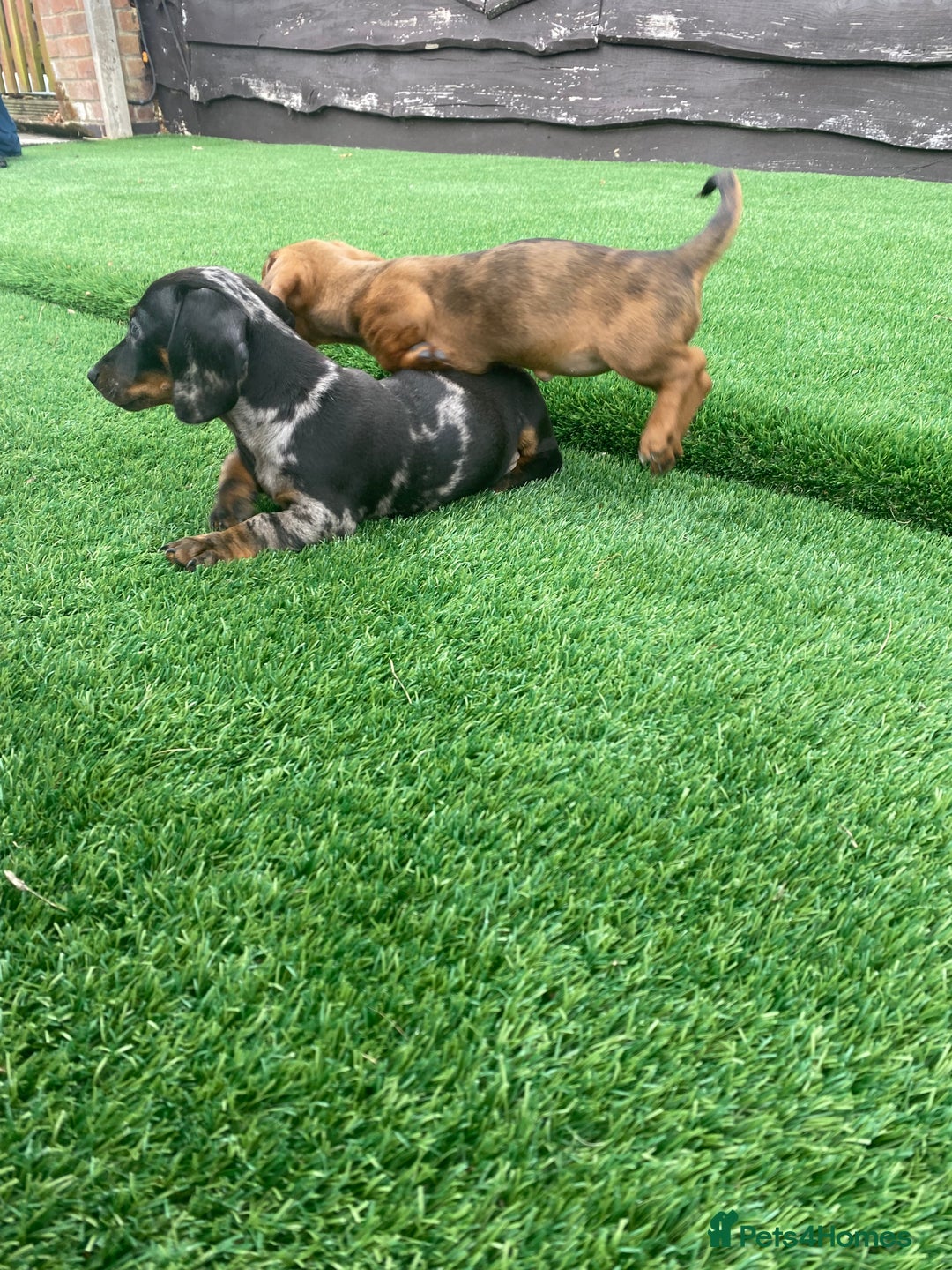 Miniature Dachshund dogs for sale: 4 adorable miniature dachshund puppies  - Image 23