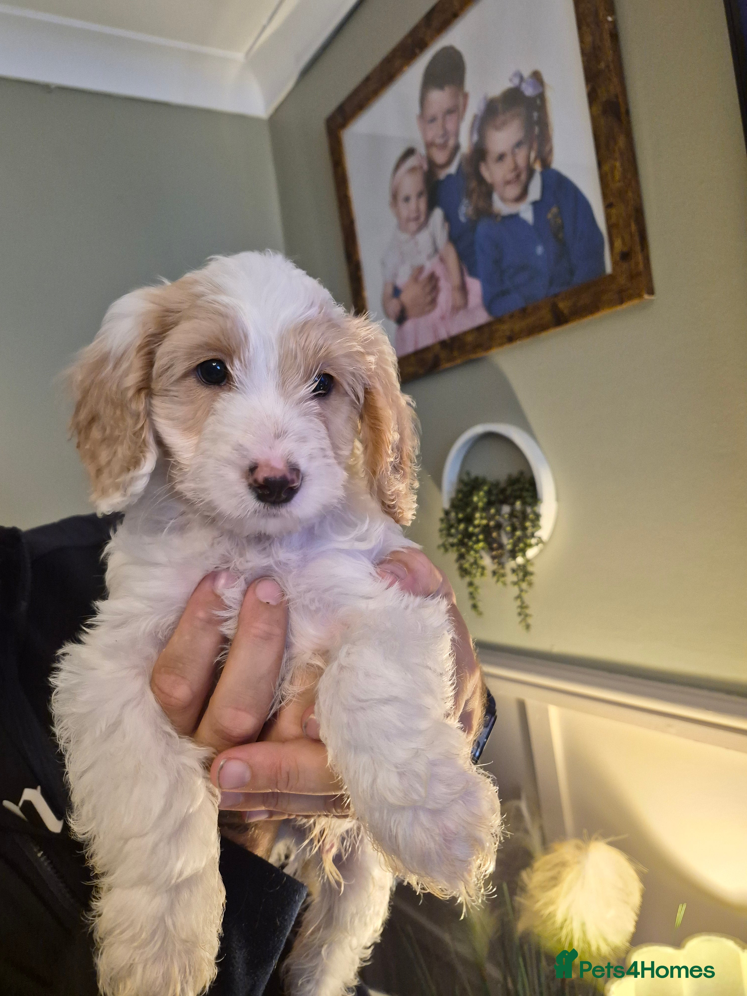 Cockapoo dogs 7 x F2 cockerpoo puppies 4 boys 3 girls - Advert 2