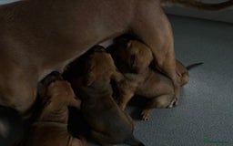 Mixed Breed dogs for sale: Beautiful Ridgeback Staffy x Rottweiler Puppies - Advert 21